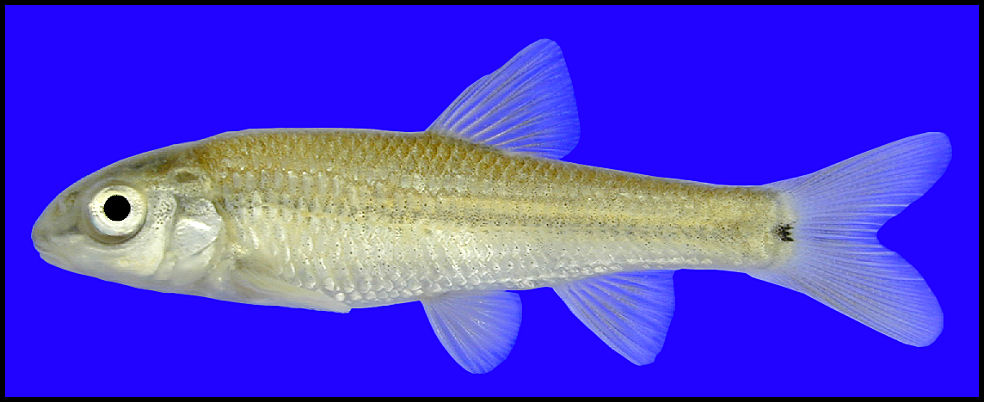 roundnose minnow Dionda episcopa